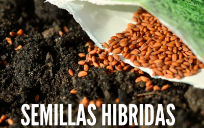 Semillas hibridas