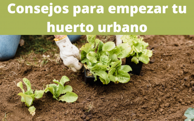 Consejos para empezar tu huerto urbano