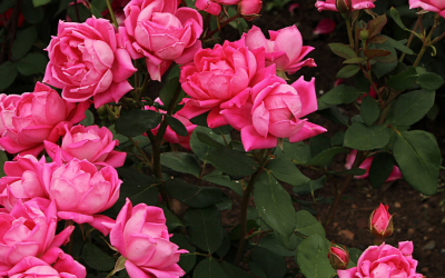 Cuidados del rosal en otoño