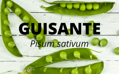 Cultivo del Guisante  (Pisum sativum)