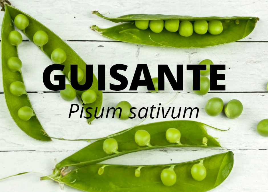 Cultivo del Guisante  (Pisum sativum)