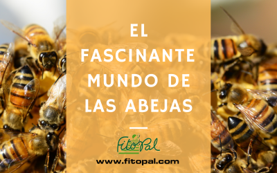 El fascinante mundo de las abejas