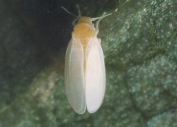 Mosca Blanca