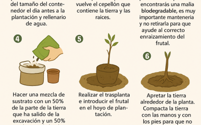 Cómo plantar árboles