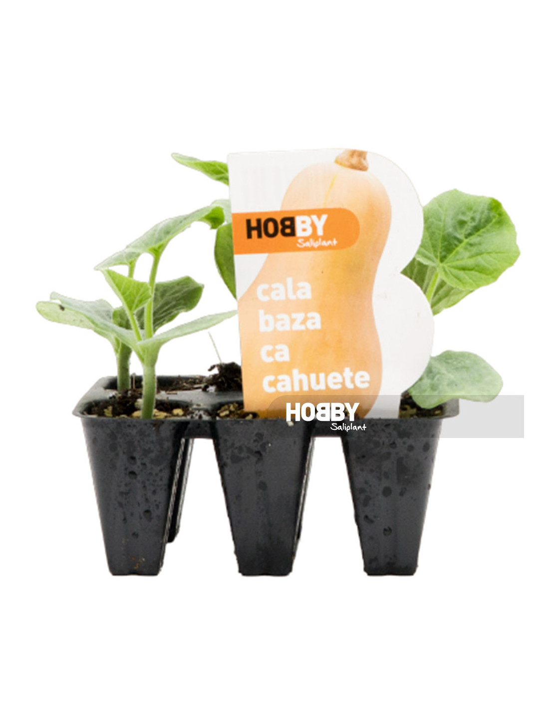 calabaza-cacahuete (1)