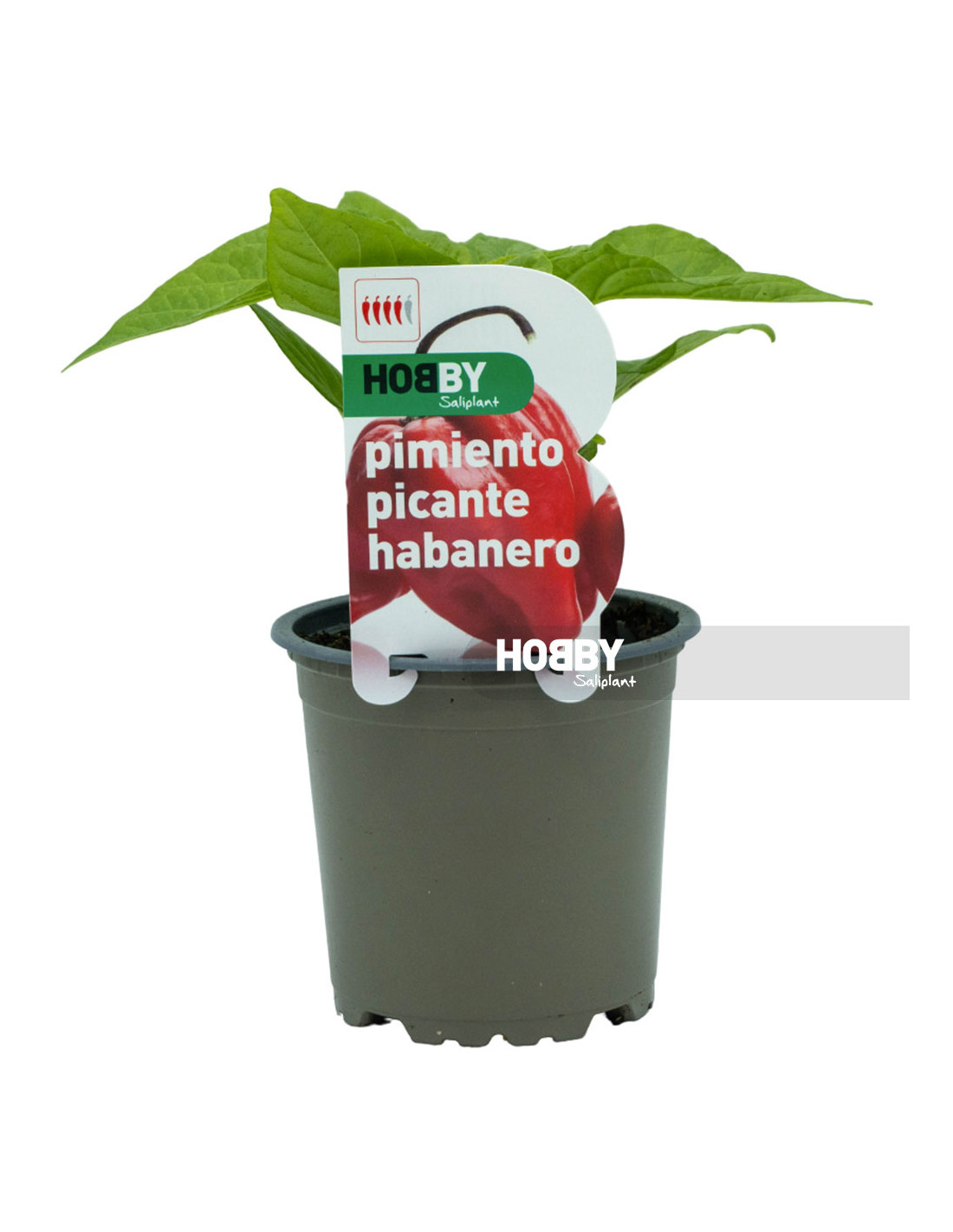 pimiento-picante-habanero