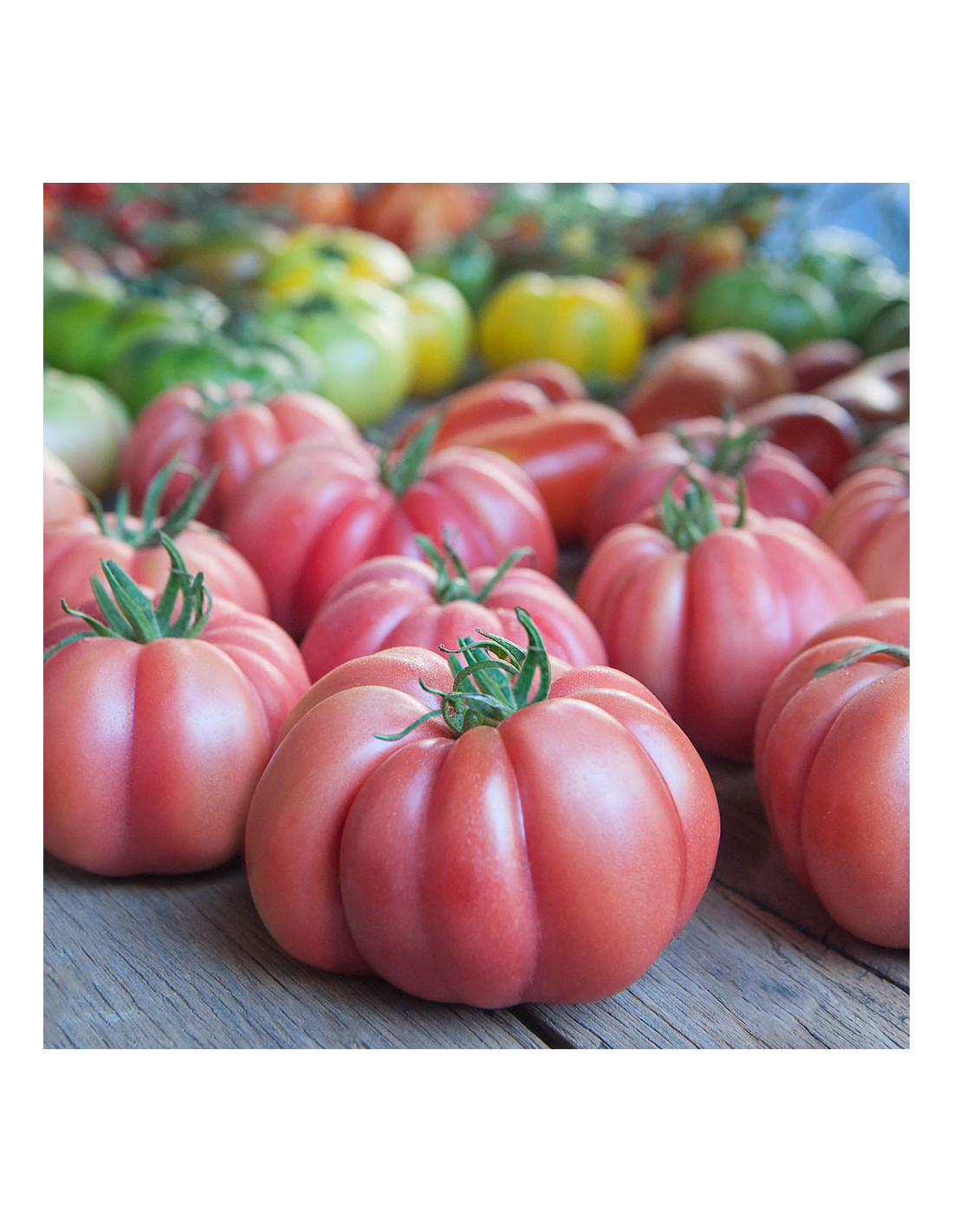 tomate-monterosa-inj (1)