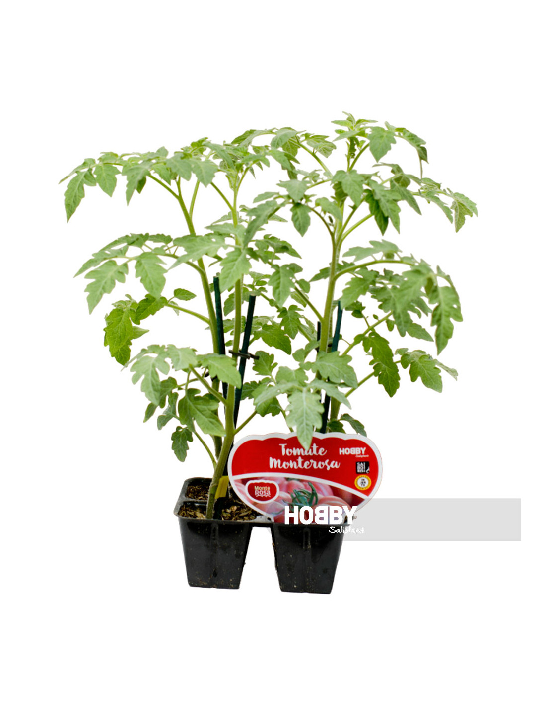 tomate-monterosa-inj