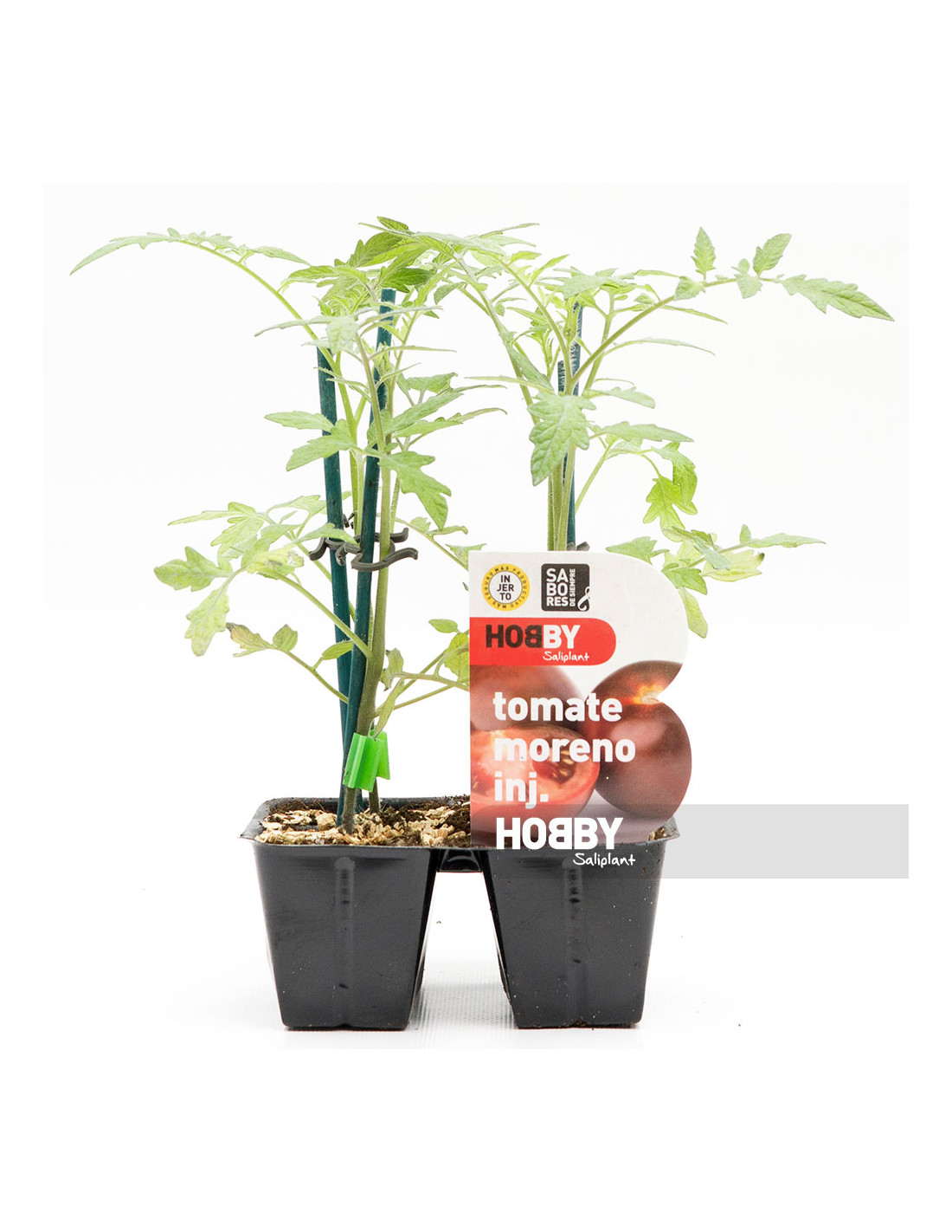 tomate-moreno-inj